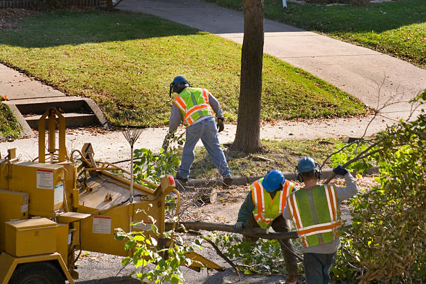 Best Best Tree Removal Services  in USA